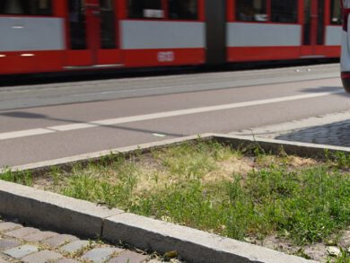 Schwarmwissen für ein grüneres Halle nutzen